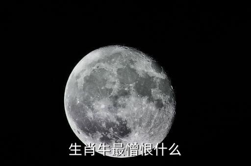 生肖牛最憎恨什么