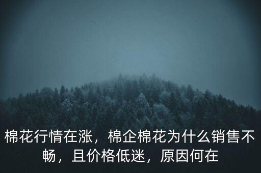 棉花行情在漲，棉企棉花為什么銷售不暢，且價(jià)格低迷，原因何在