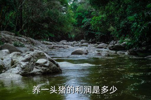 養(yǎng)一頭豬的利潤(rùn)是多少