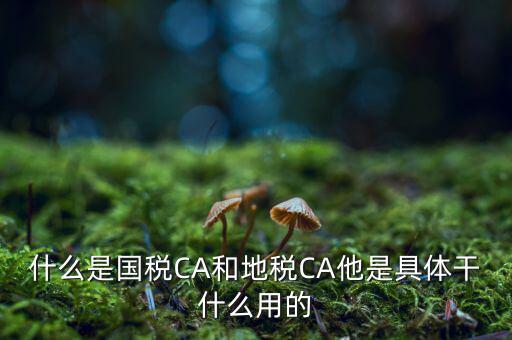 什么是國(guó)稅CA和地稅CA他是具體干什么用的