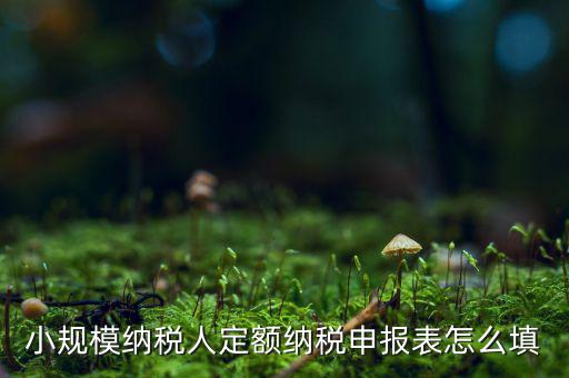 小規(guī)模納稅人定額納稅申報表怎么填