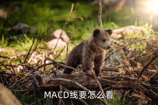 MACD線(xiàn)要怎么看