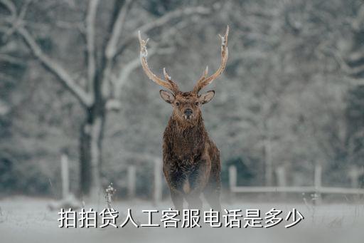 拍拍貸人工客服電話是多少