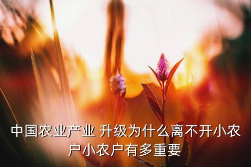 中國農(nóng)業(yè)產(chǎn)業(yè) 升級(jí)為什么離不開小農(nóng)戶小農(nóng)戶有多重要