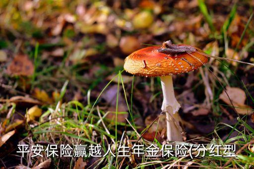 平安保險(xiǎn)贏越人生年金保險(xiǎn)(分紅型