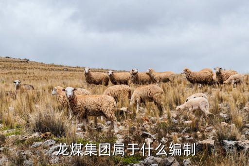 雙鴨山龍煤航天煤化有限公司,龍煤雙鴨山礦業(yè)有限公司最新領(lǐng)導(dǎo)