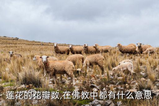 蓮花的花瓣數(shù),在佛教中都有什么意思